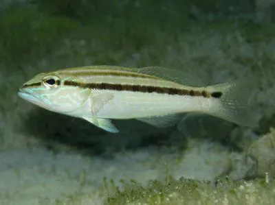 Sand perch (Diplectrum formosum)