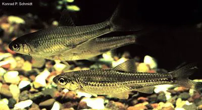 Sand shiner (Notropis stramineus)
