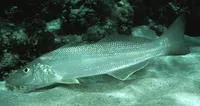 Sand sillago (Sillago ciliata)