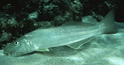 Sand sillago (Sillago ciliata)