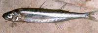 Sand smelt (Atherina presbyter)