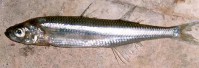 Sand smelt (Atherina presbyter)