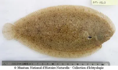Sand sole (Pegusa lascaris)