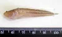 Sand stargazer (Dactyloscopus tridigitatus)