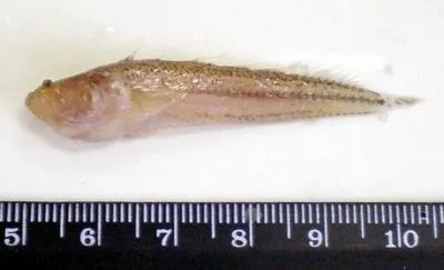 Sand stargazer (Dactyloscopus tridigitatus)
