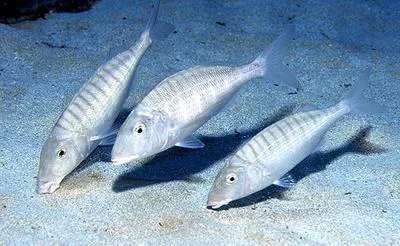Sand steenbras (Lithognathus mormyrus)
