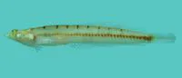 Sand submarine (Limnichthys nitidus)