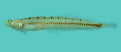 Sand submarine (Limnichthys nitidus)