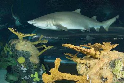 Sand tiger shark (Carcharias taurus)