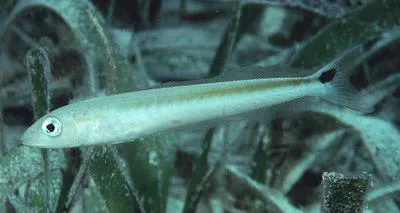 Sand tilefish (Malacanthus plumieri)