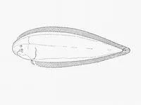 Sand tonguefish (Cynoglossus capensis)