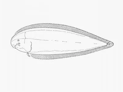 Sand tonguefish (Cynoglossus capensis)