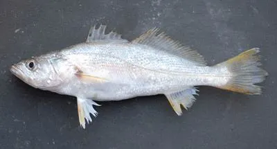 Sand weakfish (Cynoscion arenarius)