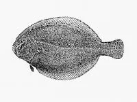 Sand whiff (Citharichthys arenaceus)