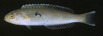 Sand wrasse (Ammolabrus dicrus)