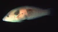 Sandager's wrasse (Coris sandeyeri)