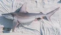 Sandbar shark (Carcharhinus plumbeus)