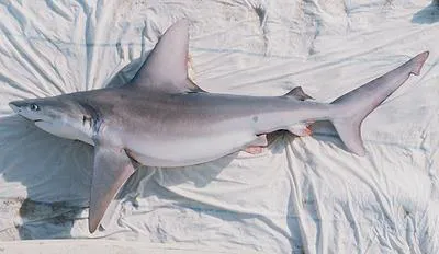 Sandbar shark (Carcharhinus plumbeus)