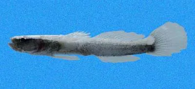 Sandtop goby (Gobulus hancocki)