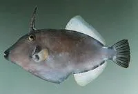 Sandwich isle file (Cantherhines sandwichiensis)