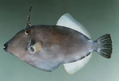 Sandwich isle file (Cantherhines sandwichiensis)