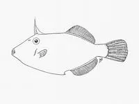 Sandy filefish (Thamnaconus arenaceus)