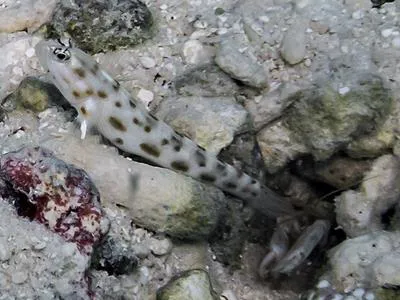 Sandy prawn-goby (Ctenogobiops feroculus)