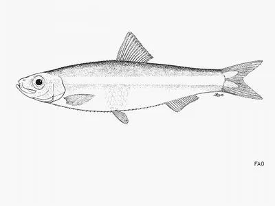 Sandy sprat (Hyperlophus vittatus)