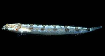Sandy stargazer (Gillellus arenicola)