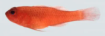 Sanguinello pygmy goby (Trimma sanguinellus)