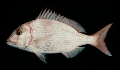 Santer seabream (Cheimerius nufar)