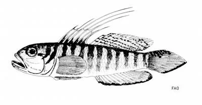 Sanzo's goby (Lesueurigobius sanzi)