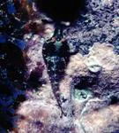 Sao Tom? clingfish (Apletodon wirtzi)