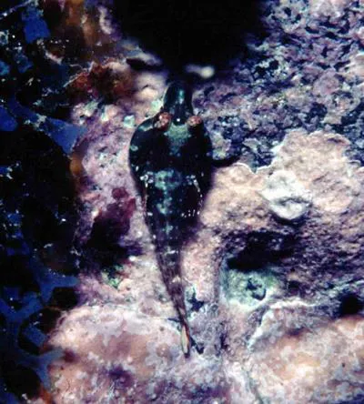 Sao Tom? clingfish (Apletodon wirtzi)