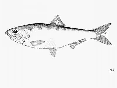 Saposhnikovi shad (Alosa saposchnikowii)