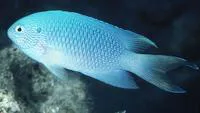 Sapphire damsel (Pomacentrus pavo)