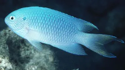 Sapphire damsel (Pomacentrus pavo)