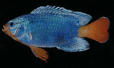 Sapphire devil (Chrysiptera cyanea)