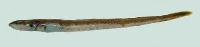 Sar's wolf eel (Lycenchelys sarsii)