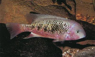 Sarabia cichlid (Paraneetroplus bulleri)