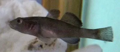 Sarasin's goby (Mugilogobius sarasinorum)
