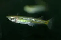 Sarasins minnow (Oryzias sarasinorum)