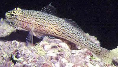 Sarato's goby (Gobius fallax)