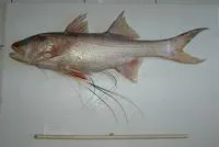 Sarawak Giant Threadfin (Polydactylus luparensis)
