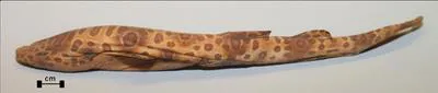 Sarawak pygmy swell shark (Cephaloscyllium sarawakensis)