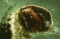 Sarcastic fringehead (Neoclinus blanchardi)