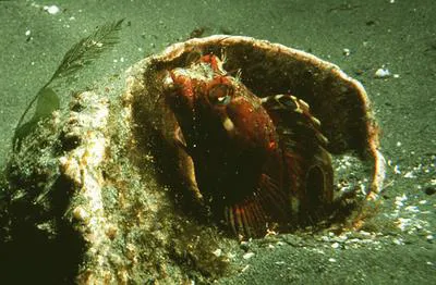 Sarcastic fringehead (Neoclinus blanchardi)