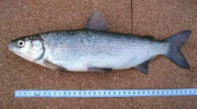 Sardine cisco (Coregonus sardinella)
