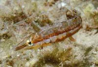 Sargassum blenny (Exerpes asper)