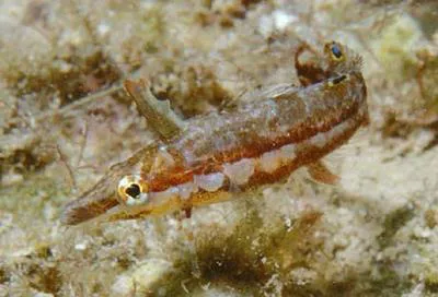 Sargassum blenny (Exerpes asper)